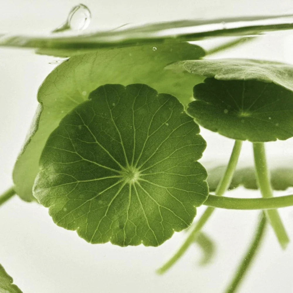 BEAUTY OF JOSEON Light On Serum Centella + Vita C 30ml - Image 5